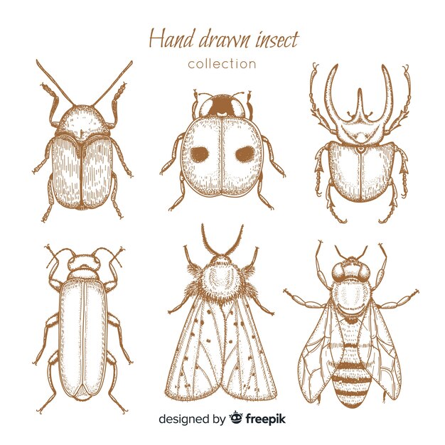 Set bocetos de insectos realistas dibujados a mano