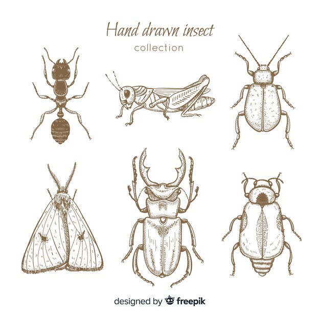 Set bocetos de insectos realistas dibujados a mano