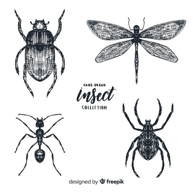 Set bocetos de insectos realistas dibujados a mano