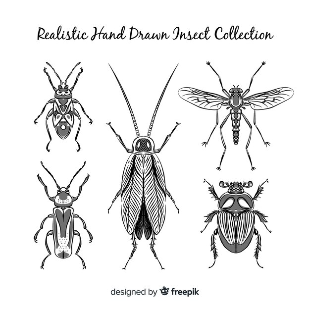 Set bocetos de insectos realistas dibujados a mano