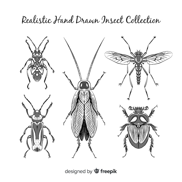 Set bocetos de insectos realistas dibujados a mano