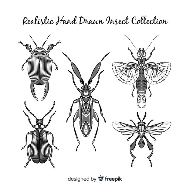 Set bocetos de insectos realistas dibujados a mano