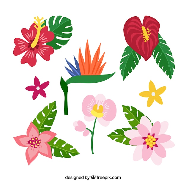 Set de bonitas flores tropicales