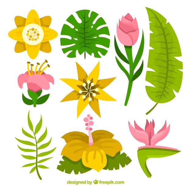 Vector gratuito set de bonitas flores tropicales