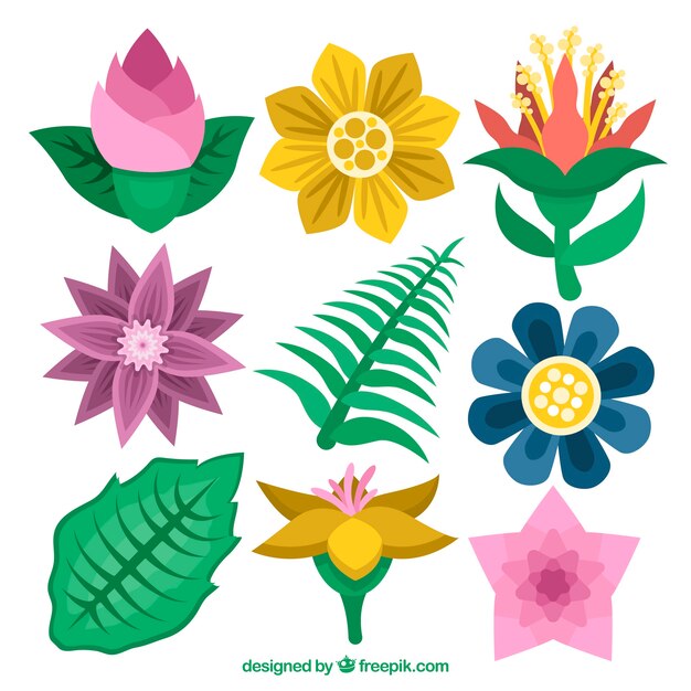 Set de bonitas flores tropicales