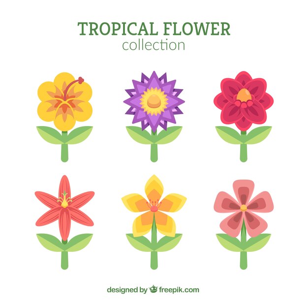 Set de bonitas flores tropicales