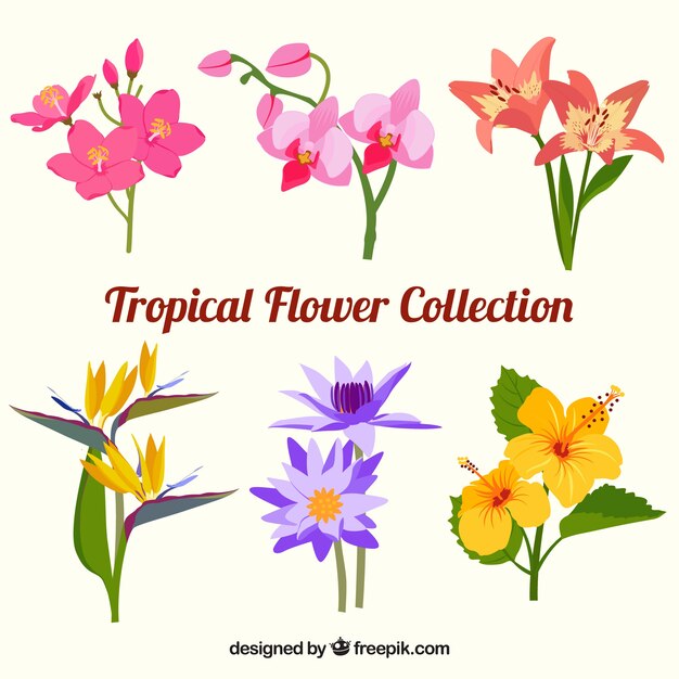 Set de bonitas flores tropicales