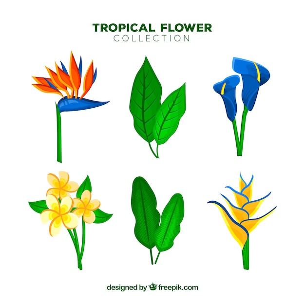 Vector gratuito set de bonitas flores tropicales