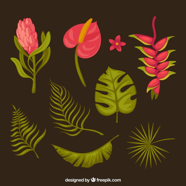 Vector gratuito set de bonitas flores tropicales