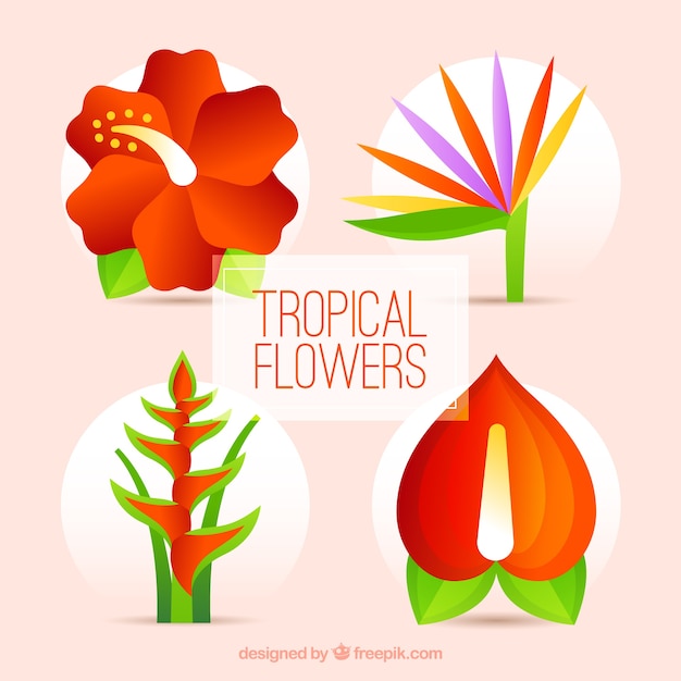 Set de bonitas flores tropicales