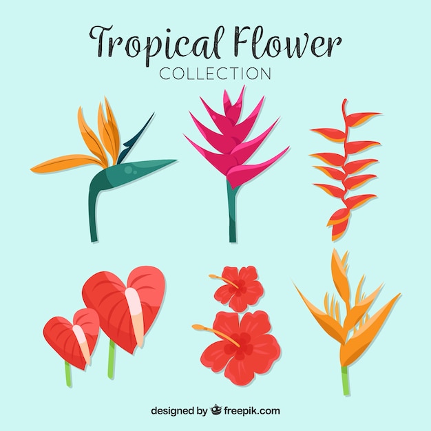 Vector gratuito set de bonitas flores tropicales