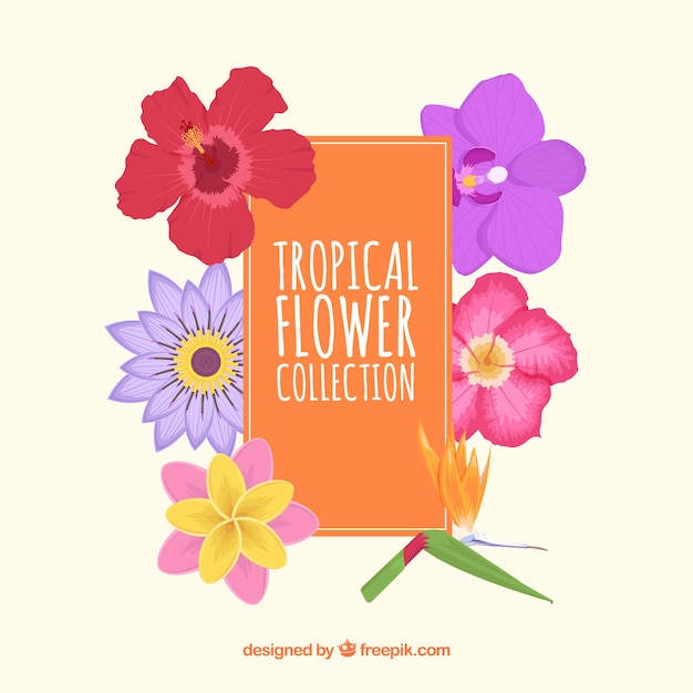 Vector gratuito set de bonitas flores tropicales