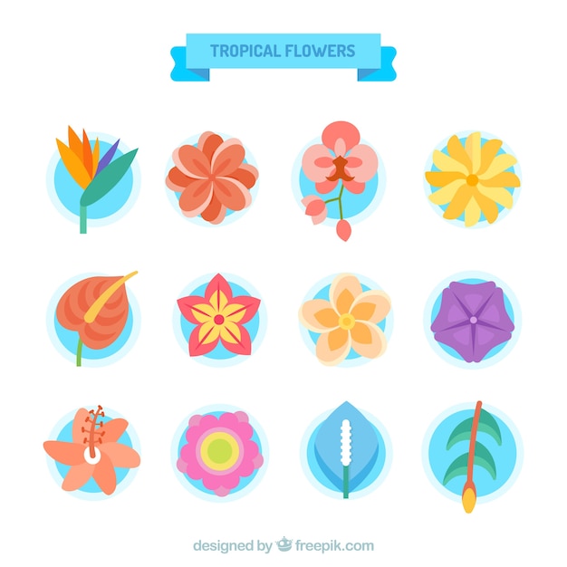 Vector gratuito set de bonitas flores tropicales