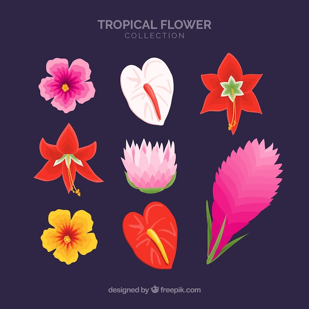 Set de bonitas flores tropicales