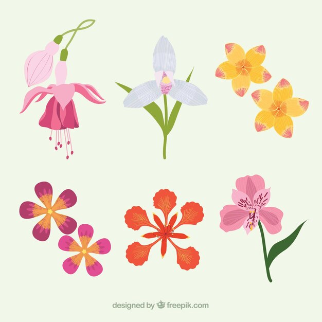 Set de bonitas flores tropicales