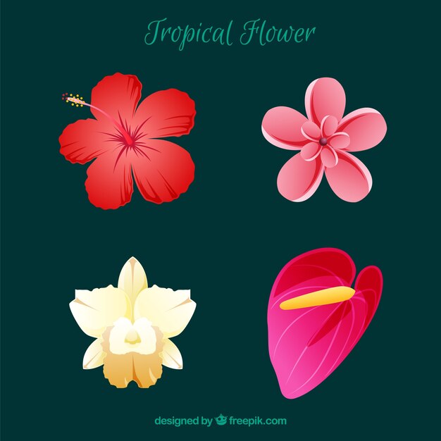 Set de bonitas flores tropicales