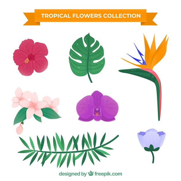 Set de bonitas flores tropicales