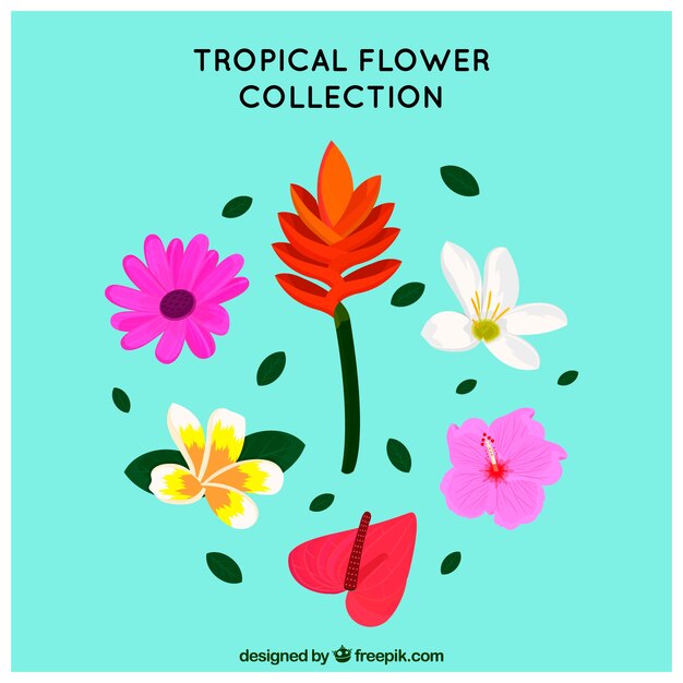Set de bonitas flores tropicales