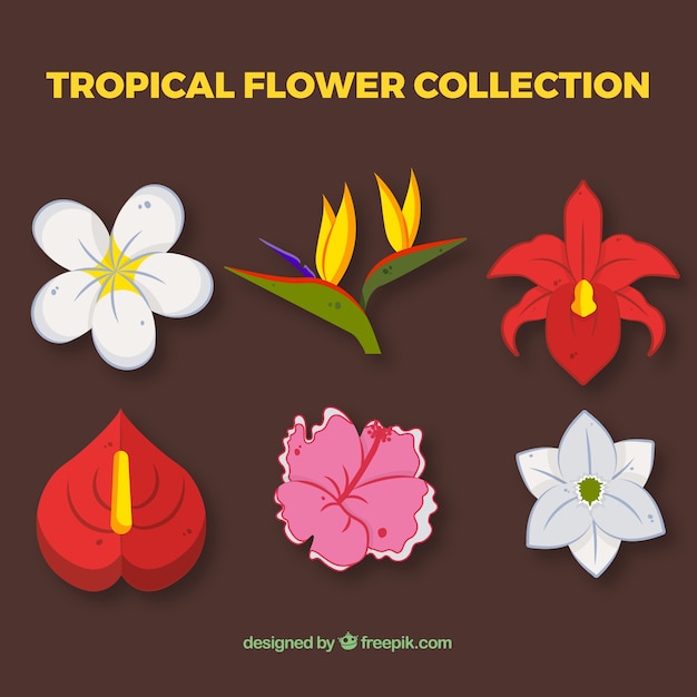 Vector gratuito set de bonitas flores tropicales