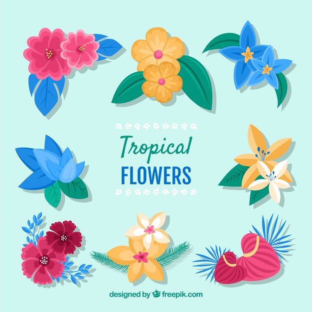Set de bonitas flores tropicales