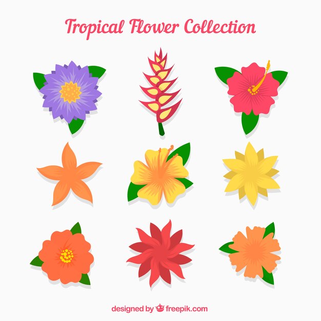 Set de bonitas flores tropicales
