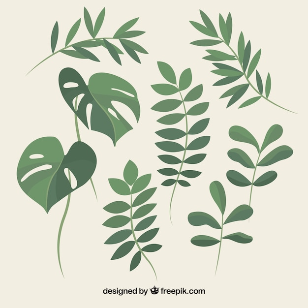 Vector gratuito set de bonitas plantas y hojas