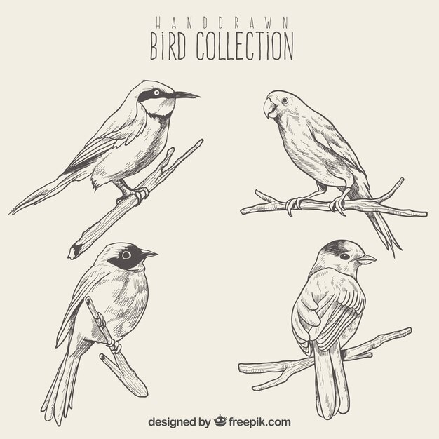 Set de bosquejos de aves