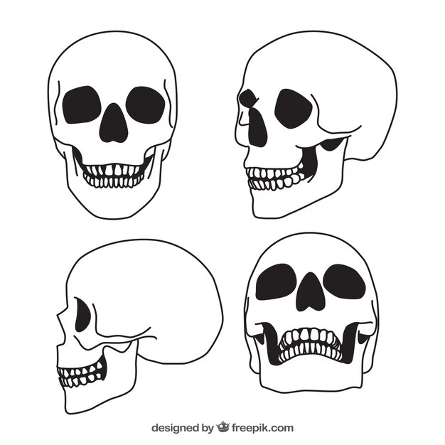 Set de cuatro calaveras dibujadas a mano