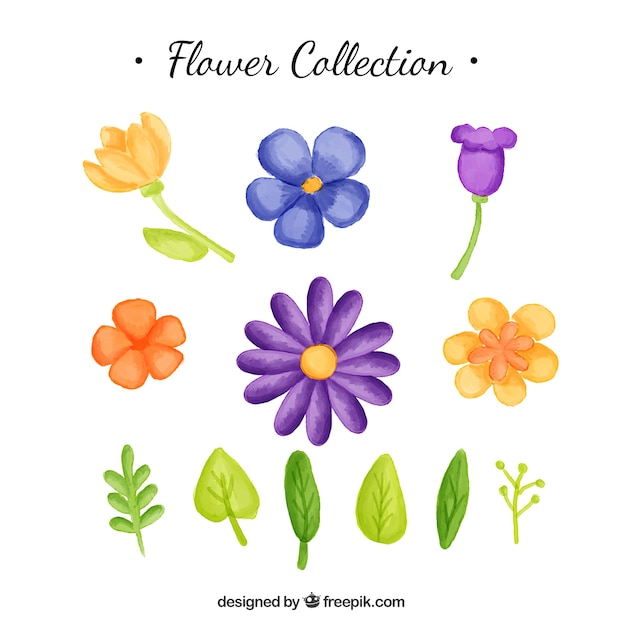 Vector gratuito set de flores de acuarela y hojas