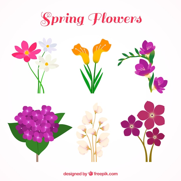 Set de flores de colores