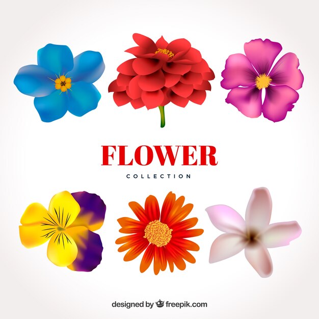 Set de flores en estilo realista
