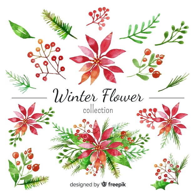 Set de flores de invierno en acuarela