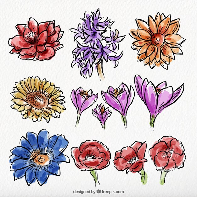 Set de flores silvestres de acuarela dibujadas a mano 