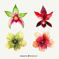 Vector gratuito set de flores tropicales de acuarela