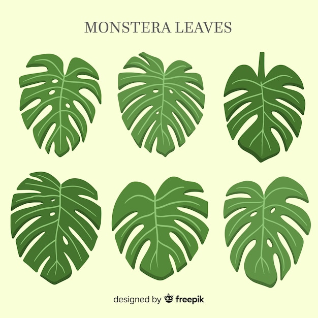 Vector gratuito set hojas de monstera acuarela