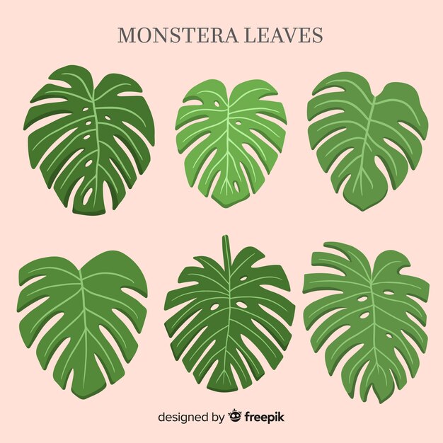 Set hojas de monstera acuarela