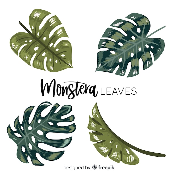 Vector gratuito set hojas de monstera