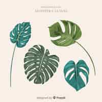 Vector gratuito set de hojas de monstera