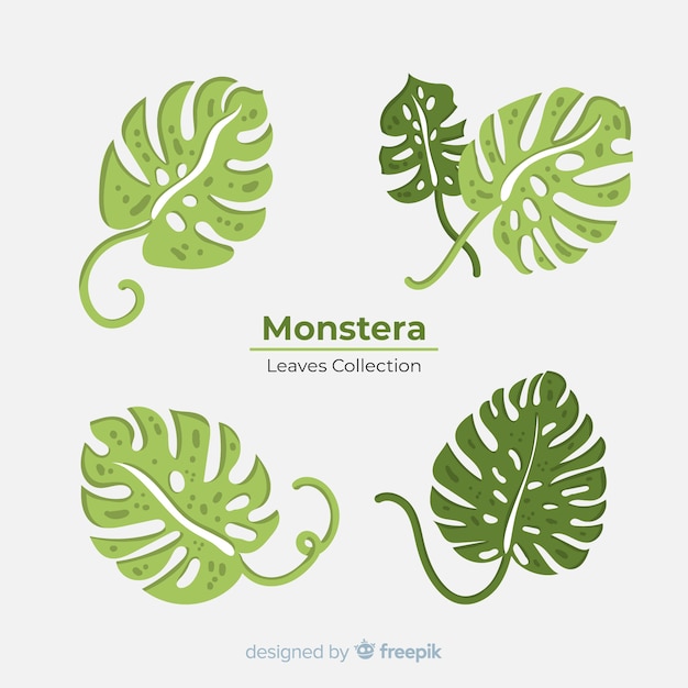 Vector gratuito set de hojas de monstera