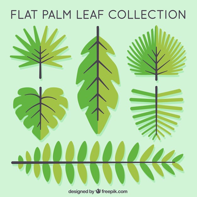 Set de hojas de palmeras en diseño plano 