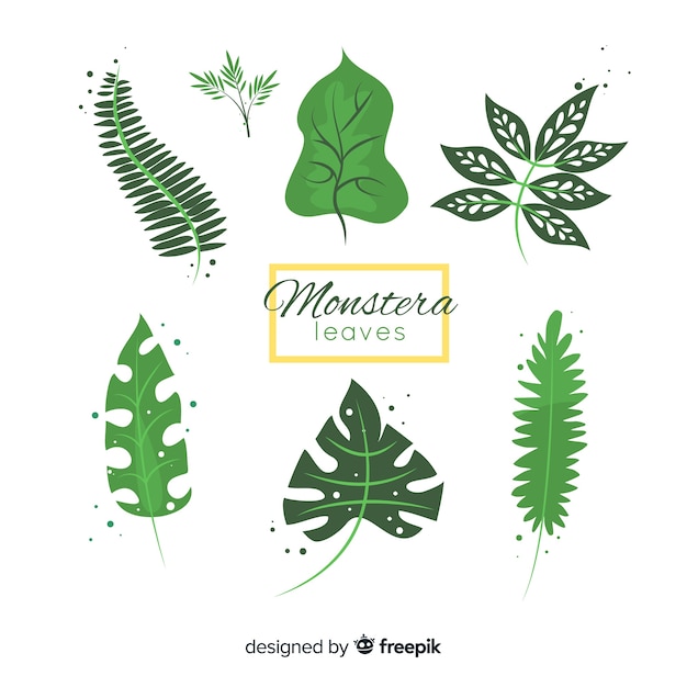 Vector gratuito set de hojas de planta monstera