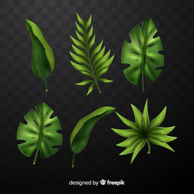 Vector gratuito set de hojas tropicales realistas