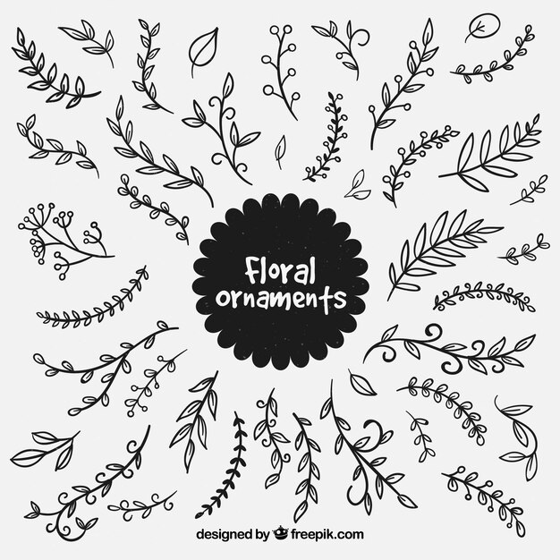 Set de ornamentos de hojas dibujados a mano