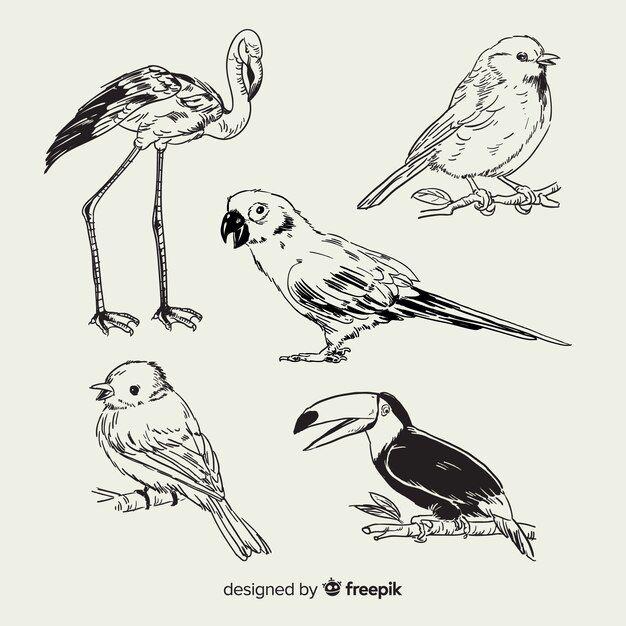 Set de pájaro exótico dibujado