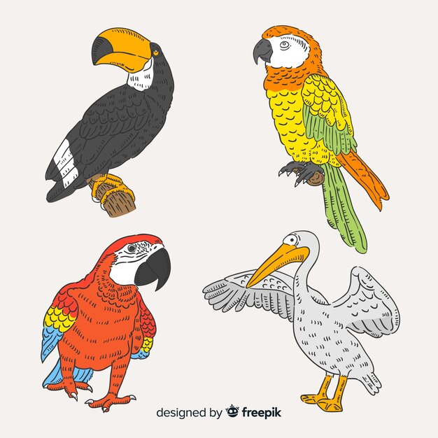 Set de pájaro exótico dibujado