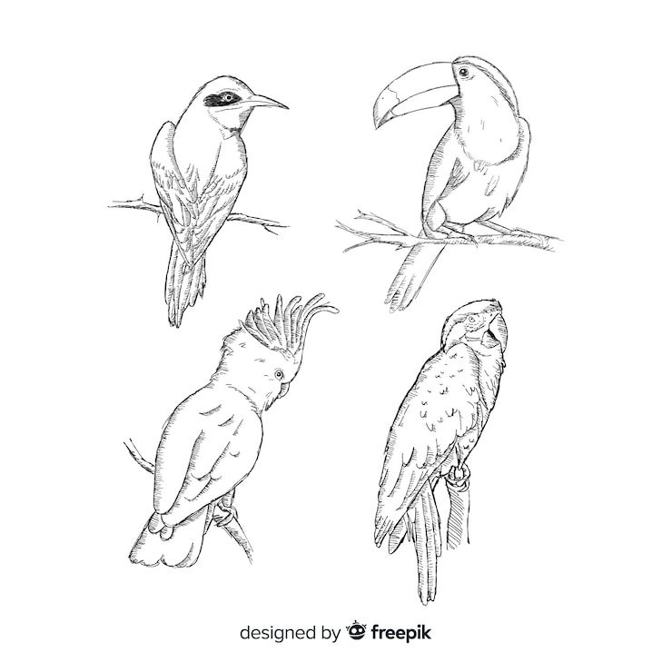 Vector gratuito set de pájaro exótico dibujado
