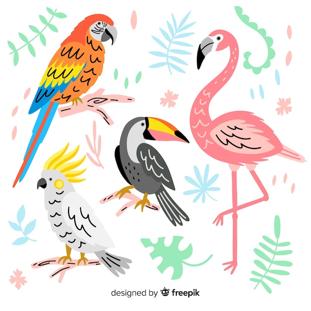 Vector gratuito set de pájaro exótico dibujado