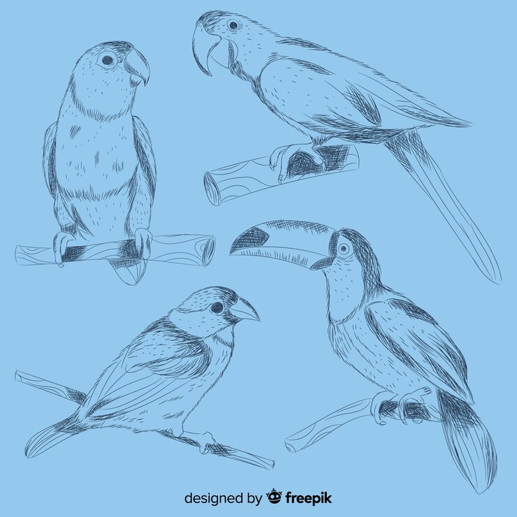 Vector gratuito set de pájaro exótico dibujado