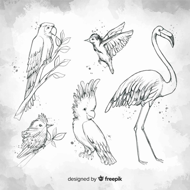 Set de pájaros exóticos dibujados