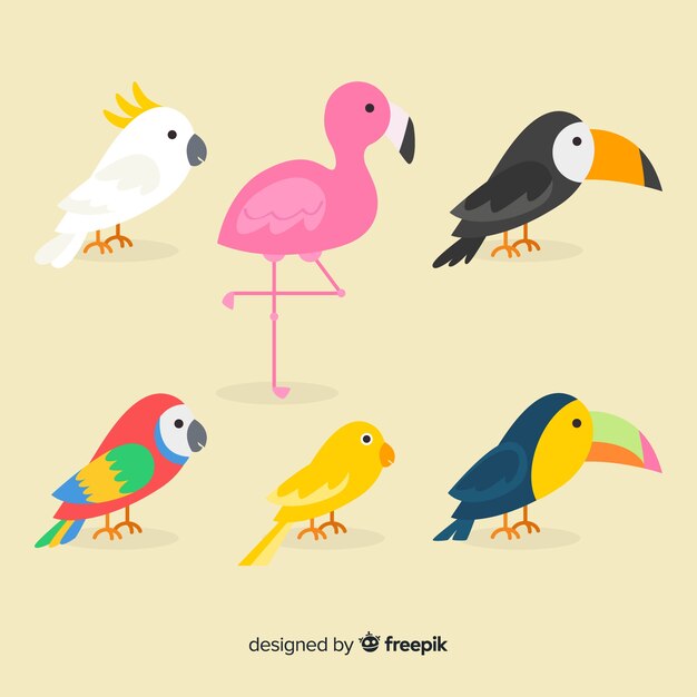 Set de pájaros exóticos de dibujos